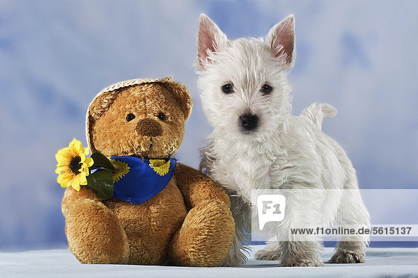 West Highland White Terrier  Westie Welpe steht neben Teddybär