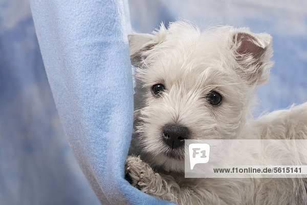 West Highland White Terrier  Westie Welpe