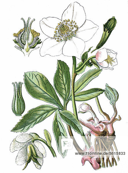 Schwarze Nieswurz (Helleborus niger)  Heilpflanze  historische Chromolithographie  ca. 1870
