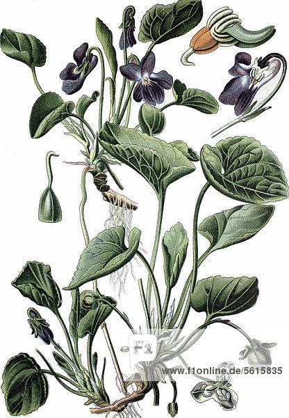 Wohlriechendes Veilchen (Viola odorata)  Heilpflanze  historische Chromolithographie  ca. 1870
