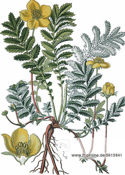 Gemeiner Gänserich (Potentilla anserina)  Heilpflanze  historische Chromolithographie  ca. 1870