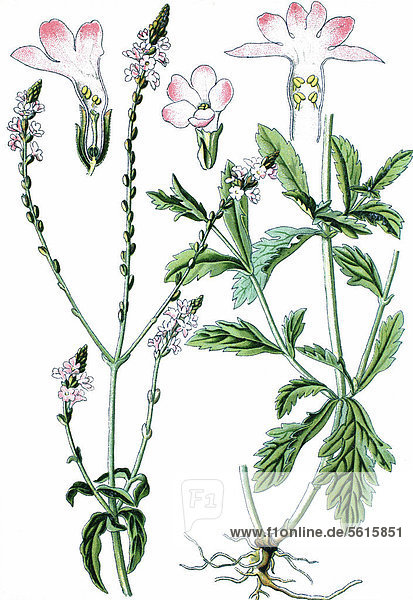Eisenkraut (Verbena officinalis)  Heilpflanze  historische Chromolithographie  ca. 1870