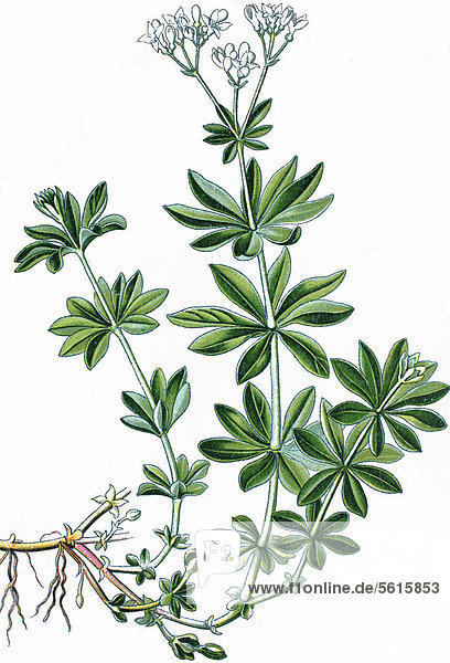 Waldmeister (Asperula odorata)  Heilpflanze  historische Chromolithographie  ca. 1870