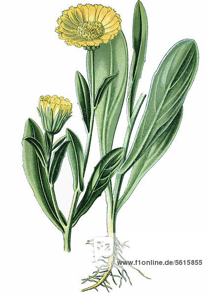 Ringelblume (Calendula officinalis)  Heilpflanze  historische Chromolithographie  ca. 1870