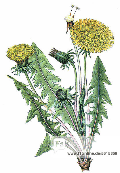 Löwenzahn (Taraxacum officinale)  Heilpflanze  historische Chromolithographie  ca. 1870