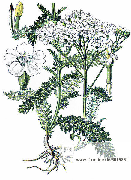 Schafgarbe (Achillea millefolium)  Heilpflanze  historische Chromolithographie  ca. 1870
