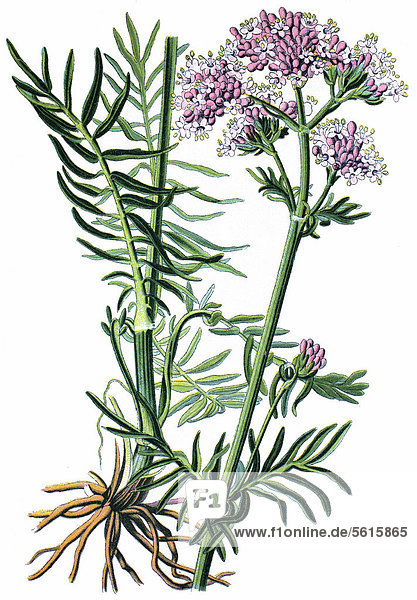 Baldrian (Valeriana officinalis)  Heilpflanze  historische Chromolithographie  ca. 1870