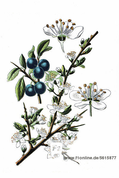 Schlehe (Prunus spinosa)  Heilpflanze  historische Chromolitographie  ca. 1870