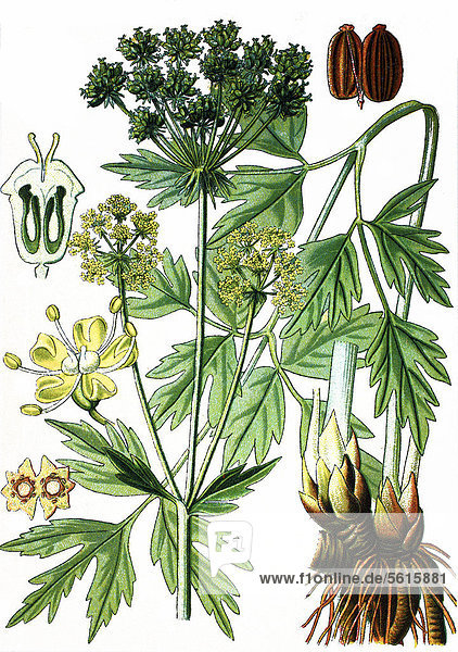 Liebstöckel (Levisticum officinale)  Heilpflanze  historische Chromolitographie  ca. 1870