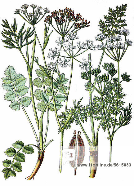 Kümmel (Carum carvi) links  Kleiner Bibernell (Pimpinella saxifraga) rechts  Heilpflanzen  historische Chromolitographie  ca. 1870
