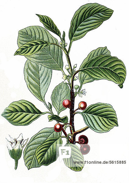 Faulbaum (Rhamnus frangula)  Nutzpflanze  Heilpflanze  historische Chromolitographie  ca. 1870