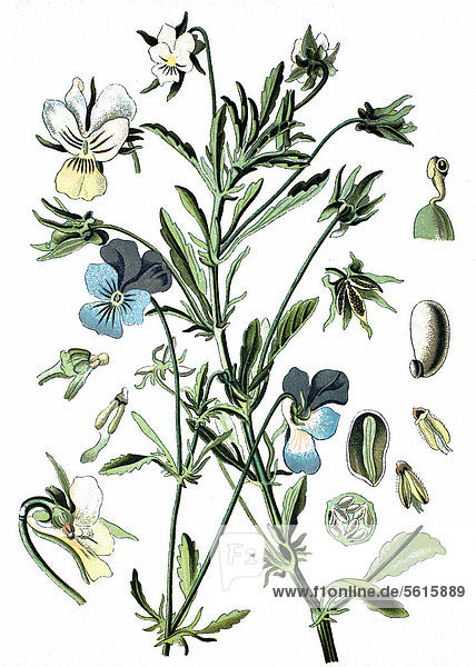 Stiefmütterchen (Viola tricolor)  Nutzpflanze  Heilpflanze  historische Chromolitographie  ca. 1870