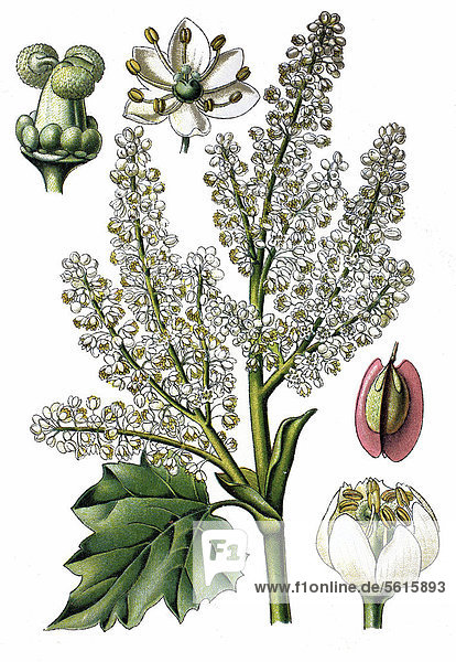 Rhabarber (Rheum officinale)  Nutzpflanze  Heilpflanze  historische Chromolitographie  ca. 1870