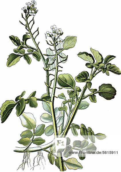 Brunnenkresse (Nasturtium officinale)  Heilpflanze  historische Chromolithographie  ca. 1870