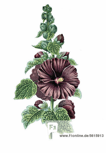 Roseneibisch (Hibiscus moscheutos)  Heilpflanze  historische Chromolithographie  ca. 1870
