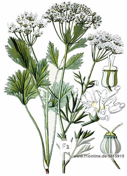 Anis (Pimpinella anisum)  Heilpflanze  historische Chromolithographie  ca. 1870