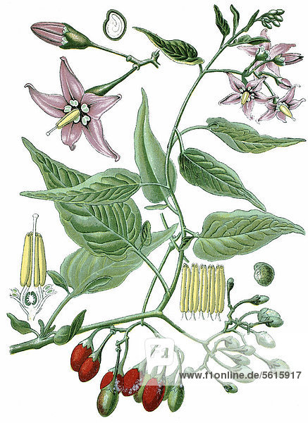 Bittersüßer Nachtschatten (Solanum dulcamara)  Heilpflanze  historische Chromolithographie  ca. 1870