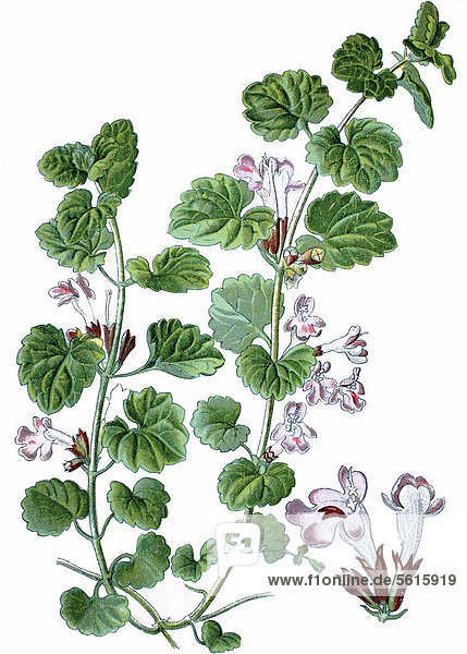 Gundelrebe (Glechoma hederacea)  Heilpflanze  historische Chromolithographie  ca. 1870