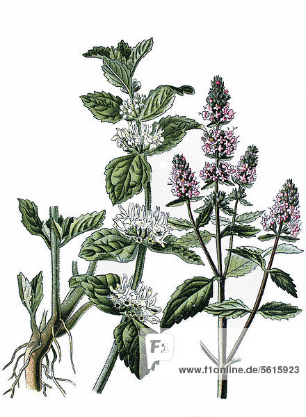 Andorn (Marrubium vulgare) links  Pfefferminze (Mentha piperita) rechts  Heilpflanzen  historische Chromolithographie  ca. 1870