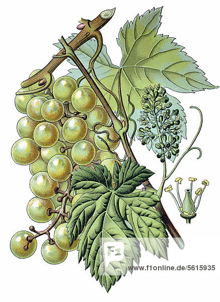 Common grape vine (Vitis vinifera)  historical chromolithography  1870