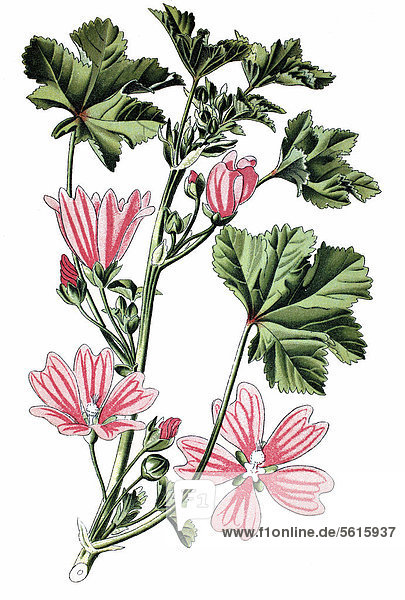 Wilde Malve (Malva silvestris)  Heilpflanze  historische Chromolithographie  ca. 1870