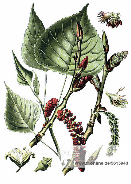 Schwarzpappel (Populus nigra)  Heilpflanze  historische Chromolithographie  ca. 1870