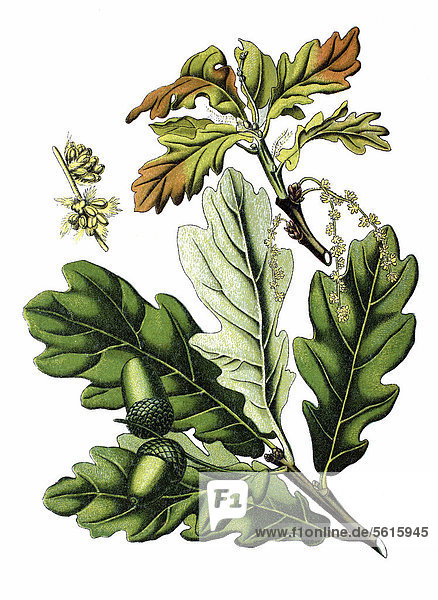 Stieleiche (Quercus robur  Quercus pedunculata)  historische Chromolithographie  ca. 1870