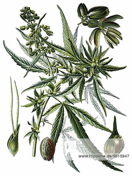 Hanf (Cannabis sativa)  Heilpflanze  historische Chromolithographie  ca. 1870