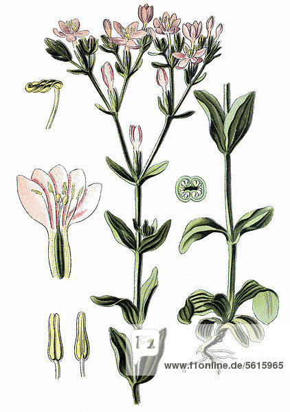 Tausengüldenkraut (Centaurium erythraea)  Heilpflanze  historische Chromolithographie  ca. 1870