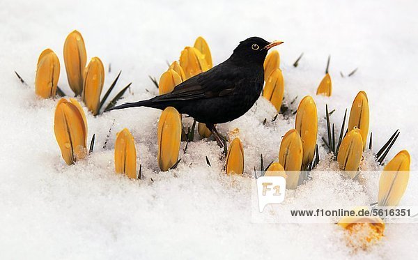Blackbird,  Turdus merula,  in snow