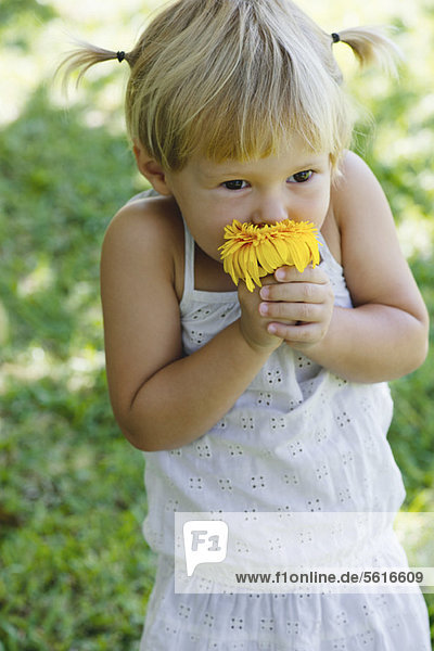 Kleines Mädchen riecht frische Blume  Portrait