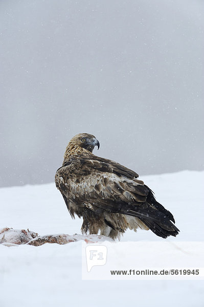 Golden Eagle (Aquila chrysaetos)  at a bait site with prey  Sinite Kamani Nature Park  Bulgaria  Europe