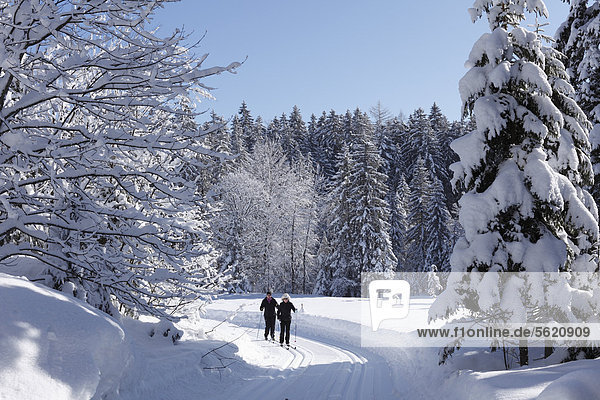 Cross-country ski trail near Kainisch  Ausseerland  Salzkammergut  Styria  Austria  Europe
