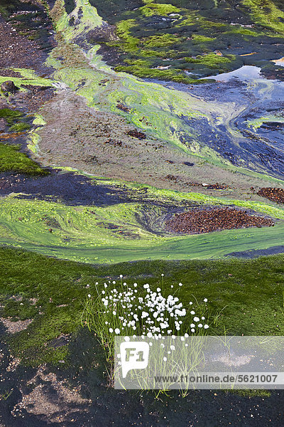 Wollgras (Eriophorum sp.) vor bunten Strukturen  gebildet durch farbige Mineralien  Algen  Erde und Wasser  im Geothermalgebiet von Kaldaklofsfjöll  Hochland von Island  Europa