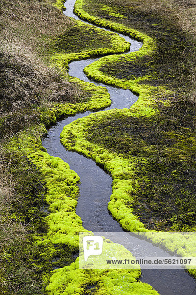 Ein mäandernder kleiner Bach  der von leuchtend grünem Moos umrandet ist  Hochland von Island  Europa