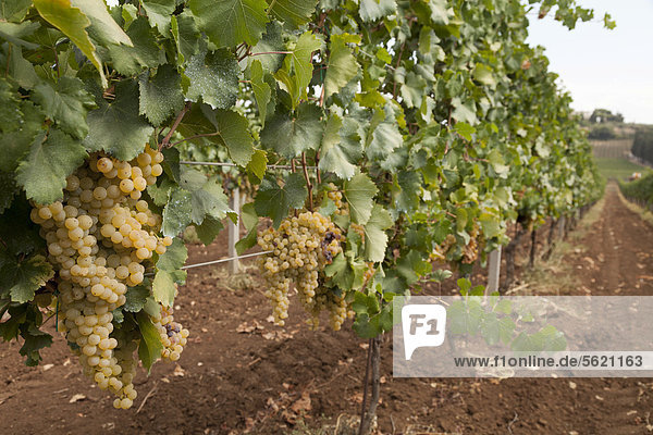 Ripe grapes on the vine ready for harvesting  Frascati  Lazio  Italy  Europe