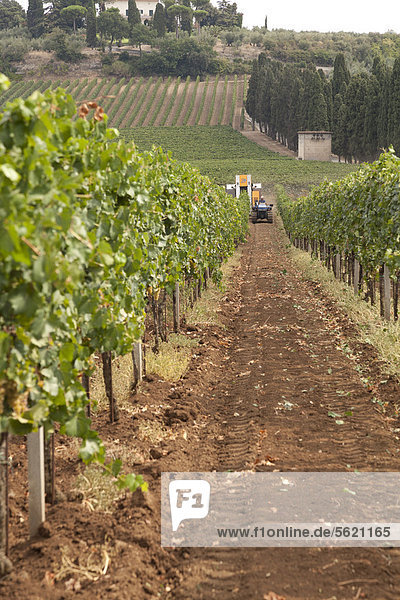 Rebzeilen mit Erntemaschine hinten beim Ernten der Trauben  Frascati  Latium  Italien  Europa