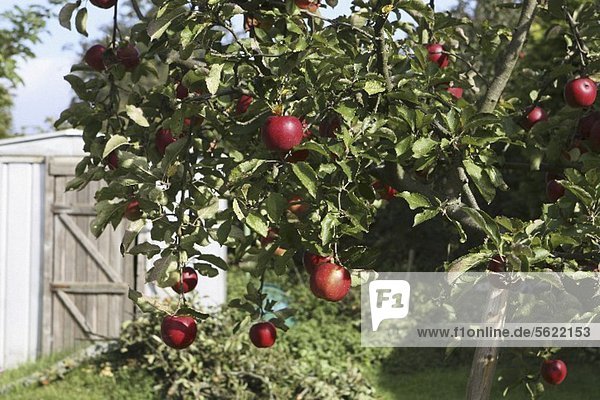Apfelbaum mit roten Äpfeln  im Hintergrund Gartenlaube