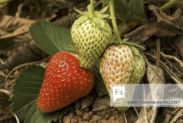 Reife und unreife Erdbeeren an der Pflanze