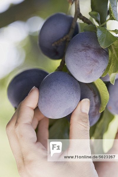 A hand reaching for plums on a tree