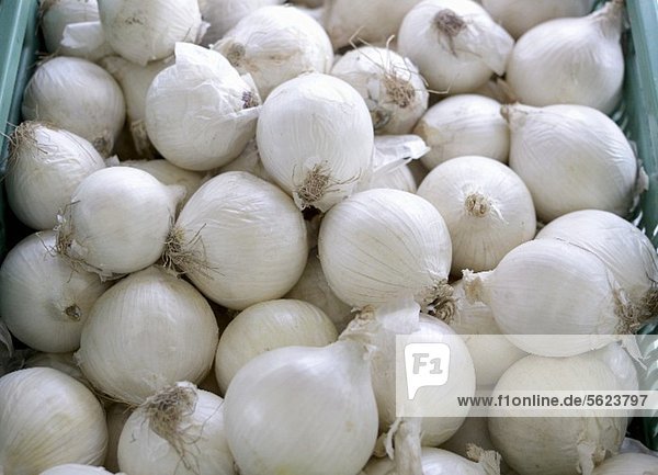 Weisse Zwiebeln in Steige auf dem Markt