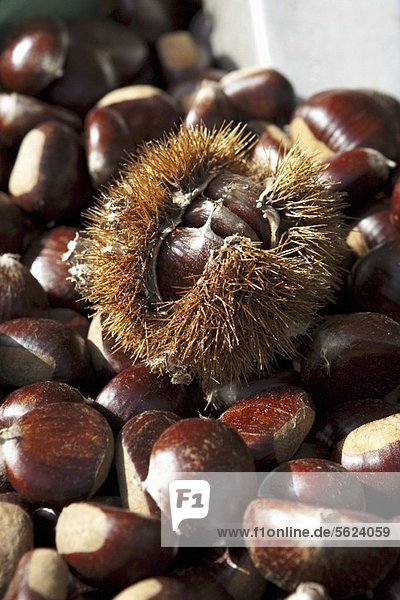 Chestnuts  One Still in Outer Shell