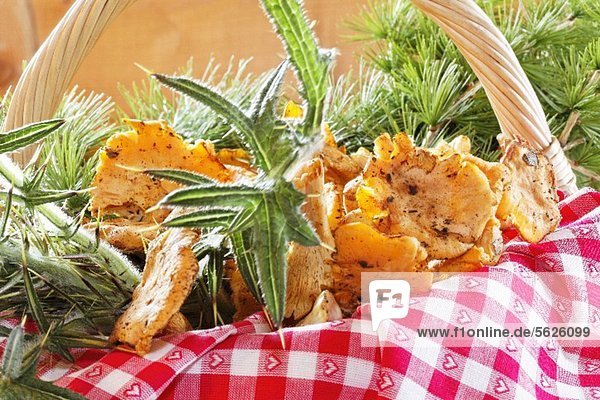 A basket of fresh chanterelle mushrooms