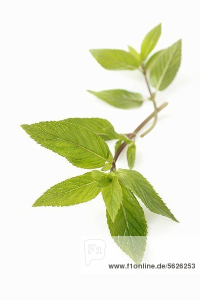 A sprig of chocolate mint