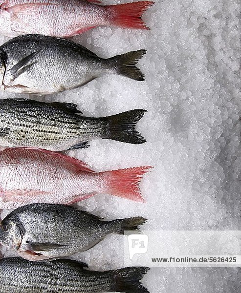 Verschiedene frische Fische auf Eis