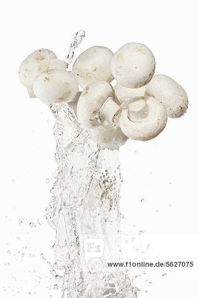 Champignons mit Wassersplash