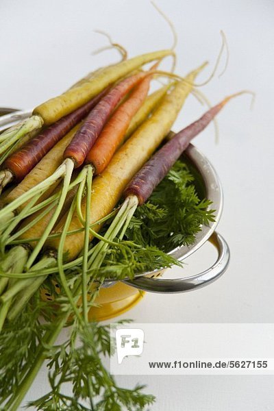 Verschiedene Karottensorten: Gelbe Karotte (Pfälzer  Lobbericher) und Anthonina