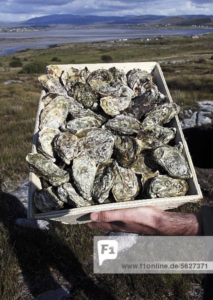Hände halten Kiste mit frischen Austern aus Irland