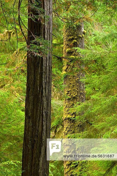 folgen  Küste  Wald  vorwärts  Sequoia  Kalifornien  Prairie Creek Redwoods State Park