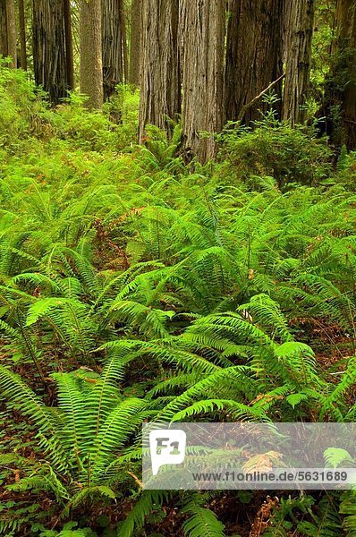 folgen  Küste  Wald  Farn  vorwärts  Sequoia  Kalifornien  Prairie Creek Redwoods State Park  Schwert